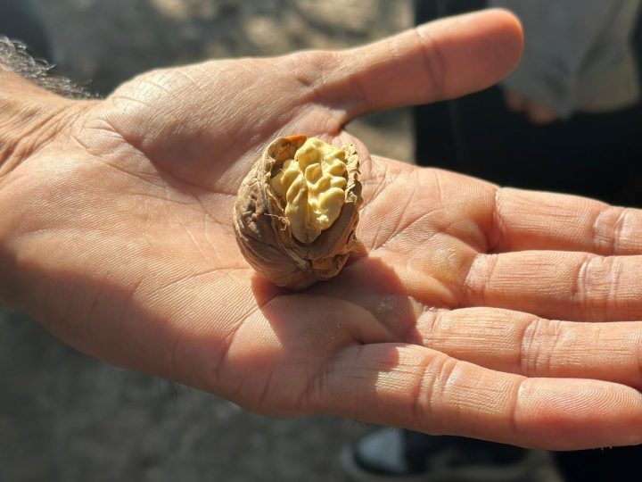 California Walnut Crop Mid-Harvest Update