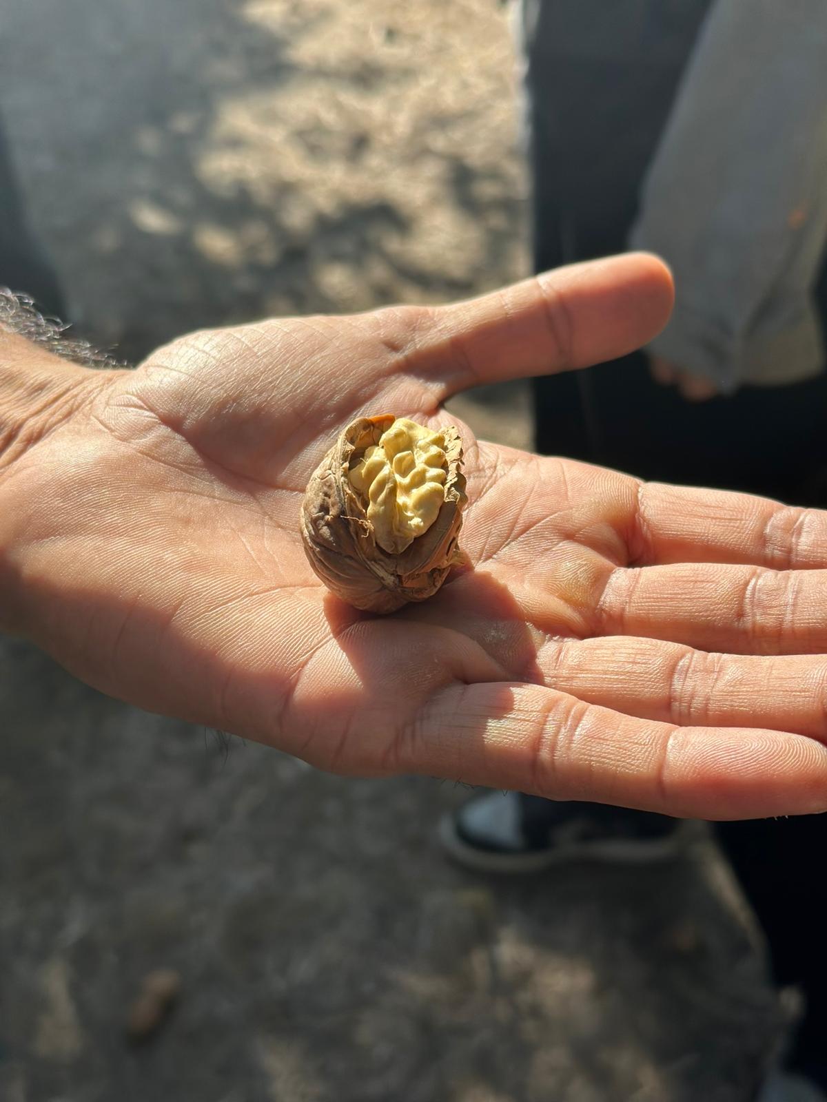 California Walnut Crop Mid-Harvest Update